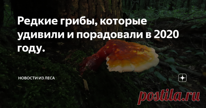 Редкие грибы, которые удивили и порадовали в 2020 году. Часть 1. Прошлогодние футбольные мячи.
Часть 2. Паразит на паразите.
Часть 3. Половая форма чаги.
Часть 4. Подмосковный настоящий сморчок.
Часть 5. Подмосковный рейши.
Часть 6. Весёлка в юбке.
Часть 7. Весёлка с розовыми яйцами.