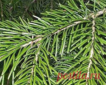 Хвоя для ухода и омоложения кожи лица | Секреты красоты и здоровья