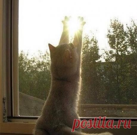 А я Солнышко поймал!