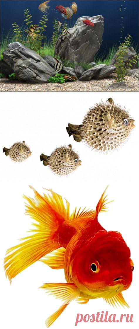 Обитатели морского дна. Яндекс.Фотки