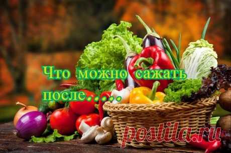 Что Можно Сажать После……
https://s-sergeev.ru/ovoshhi/chto-mozhno-sazhat-posle.html
