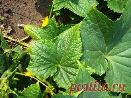 Чем обработать огурцы, чтобы листья не желтели | Дачные секреты от Виктории Радзевской | Яндекс Дзен