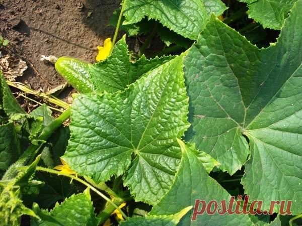 Чем обработать огурцы, чтобы листья не желтели | Дачные секреты от Виктории Радзевской | Яндекс Дзен