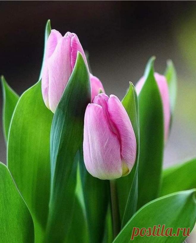 Пин на доске яТЮЛЬПАНЫ
