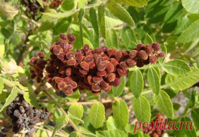 Сумах - что это за приправа и куда ее добавлять?