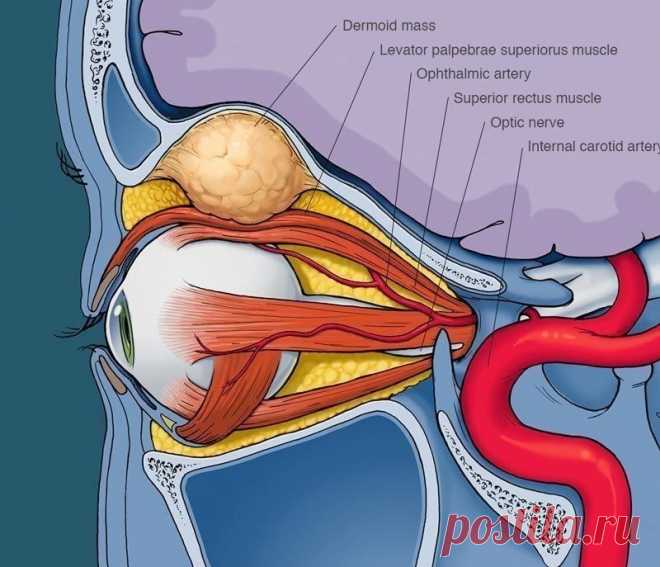 Идеальное ЗРЕНИЕ: гимнастика БЕЙТСА