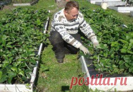 КАК СДЕЛАТЬ ЧТОБЫ МЕЖДУ ГРЯДКАМИ НЕ РОСЛА ТРАВА