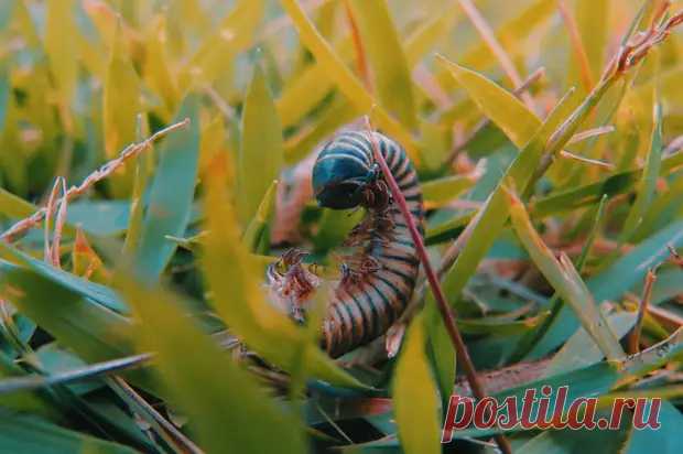 Сколько ног у сороконожки - Телеканал «Моя Планета» - Медиаплатформа МирТесен