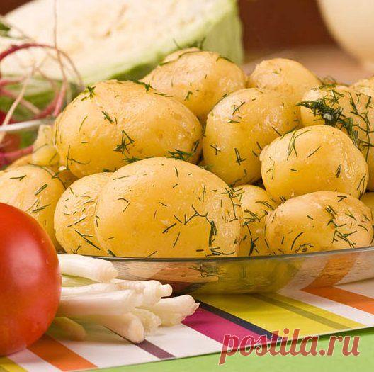 БЛЮДА ИЗ ГРИБОВ. | Записи в рубрике БЛЮДА ИЗ ГРИБОВ. | Дневник candra