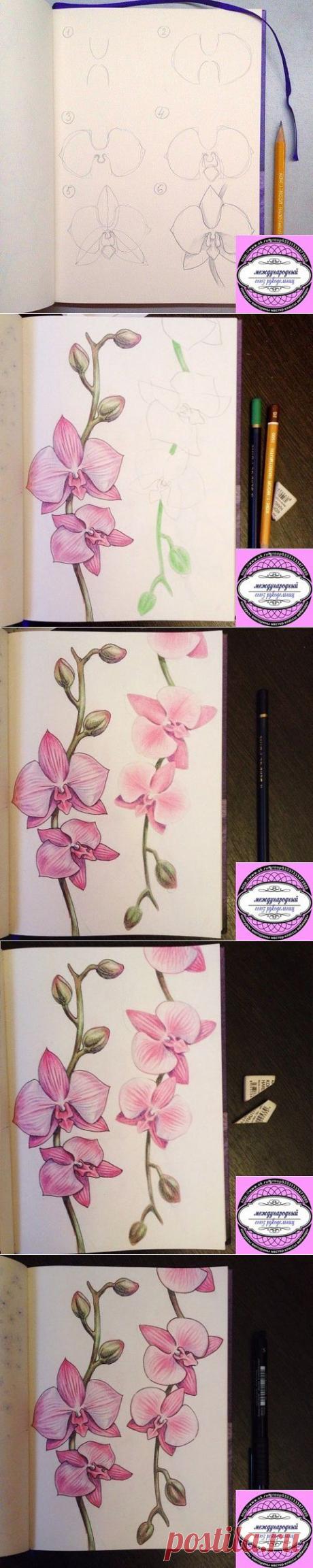 мастер-класс как нарисовать орхидею