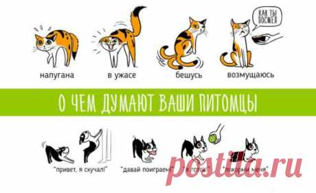 Настроение домашних животных в картинках