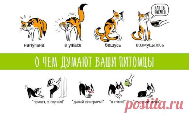 Настроение домашних животных в картинках