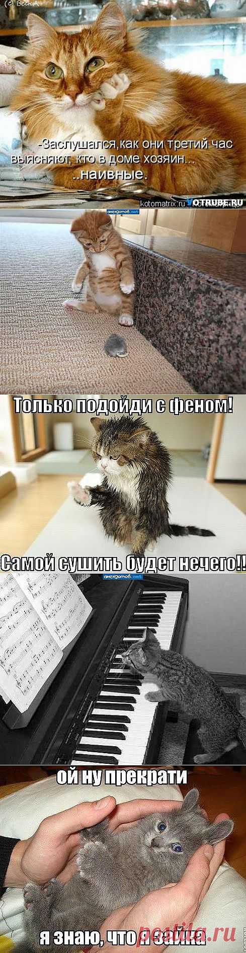 (+1) тема - ПРОСТО УЛЫБНИТЕСЬ КОТИКАМ! | ПИТОМЦЫ