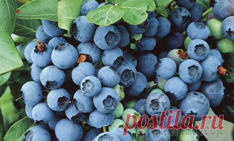 Выращивание голубики на даче — секреты и советы