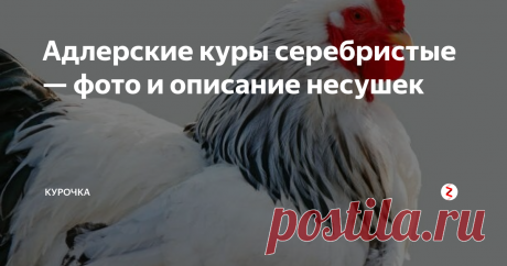 Адлерские куры серебристые — фото и описание несушек Добрый день, дорогие птицеводы! Адлерские куры серебристые — фото и описание, содержание и уход, продуктивность и яйценоскость несушек, отзывы птицеводов и видео советы в этом материале.
Выбирая породу кур для разведения в личном подсобном хозяйстве или в промышленных масштабах, каждый заводчик предъявляет определенные требования к данным особям. Главные запросы фермеров – высокая продуктивность к