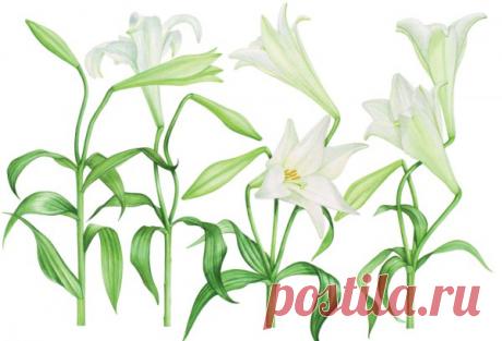 В коллекциях многих современных художников можно найти книги Билли Шоуэлл, особенно если они без ума от ботанической иллюстрации. Ее рисунки вдохновляют даже тех, кто никогда не брал в руки кисти. Новая книга Шоуэлл «Акварельные портреты цветов», которая вот-вот появится в продаже на русском языке, это бесценный источник знаний для новичков и профессионалов.