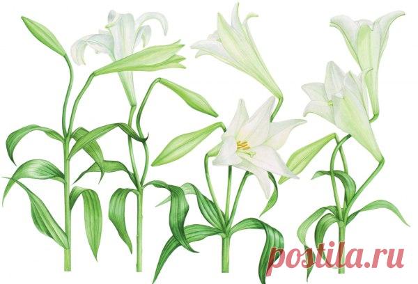 В коллекциях многих современных художников можно найти книги Билли Шоуэлл, особенно если они без ума от ботанической иллюстрации. Ее рисунки вдохновляют даже тех, кто никогда не брал в руки кисти. Новая книга Шоуэлл «Акварельные портреты цветов», которая вот-вот появится в продаже на русском языке, это бесценный источник знаний для новичков и профессионалов.