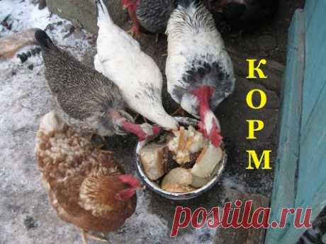 Бюджетное КОРМЛЕНИЕ КУРЕЙ.Чем кормить курей