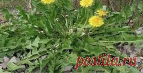 Большинство из нас не знают, что природа вокруг нас богата многочисленными преимуществами для здоровья. Когда, например, упоминается термин лейкоз, первое, что приходит на ум, это химиотерапия и лекар