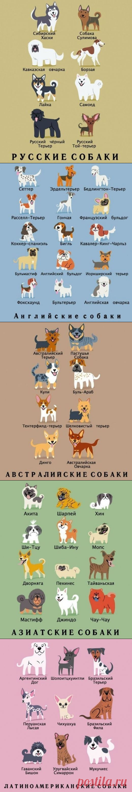 А Вы знаете какой национальности порода вашей собаки? | DOGSPORTAL — новости из мира собак