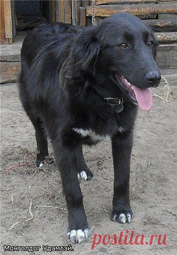 Чарка - монгольская  АПчарка. 7 мес.