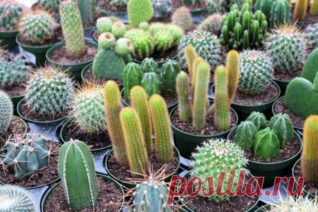 Temas, Frases y Mas....: Cactus y sus usos Magicos