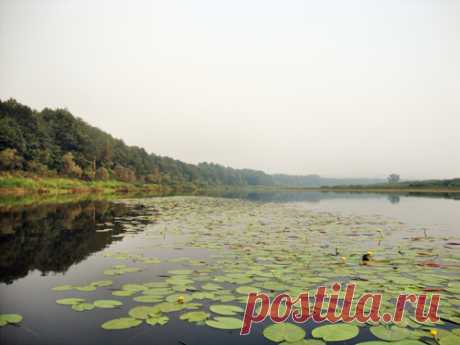 Щучий пост, или Инстинкт хищника 

 
 Основным “полигоном” моих экспериментов с разного рода искусственными приманками при ловле спиннингом была и остается одна из окских стариц, расположенная на границе Нижегородской и Владимирской …