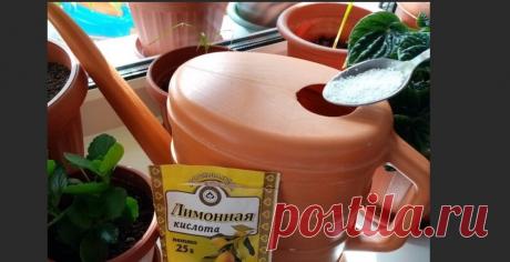 Добавляйте лимонную кислоту в воду при поливе комнатных растений. Знаете, зачем? Добавляйте лимонную кислоту в воду при поливе комнатных растений. Знаете, зачем? Несколько важных нюансов полива комнатных цветов. Способы снижения уровня жесткости воды.