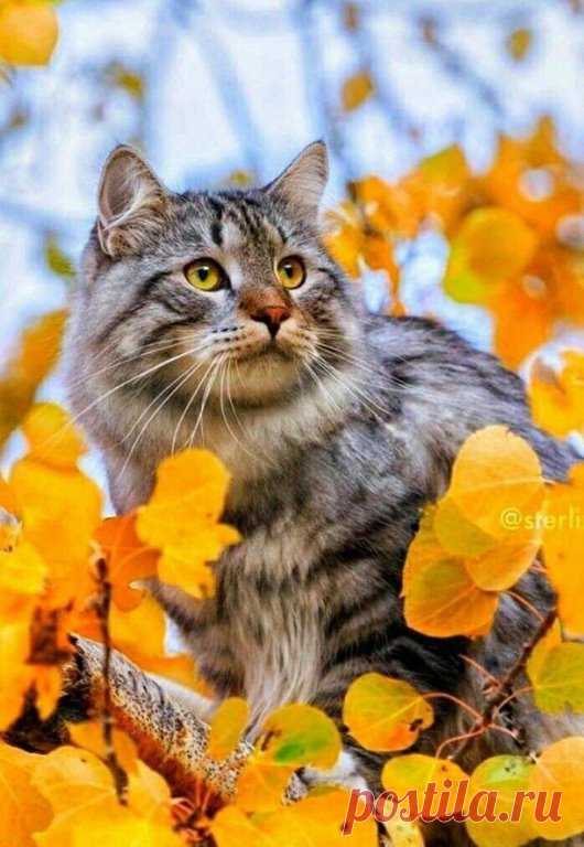 ✮