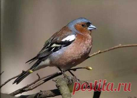 ⛅ 🐦 ♥ Перед окном сирень, на ветки повесила хлеб, и к вечеру увидела гостей: синички, зяблики и даже зарянка. 😊