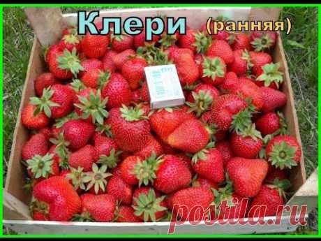 дрожжи универсальное супер удобрение для клубники... смотрите пожалуйста до конца там исправление ошибки..Для приготовления раствора возьмите воду (5 литров), лучше, конечно, не хлорированную, а нормальную, то ...