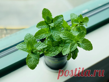 Польза и вред мяты: о чём важно знать Потенциальный вред мятыОсновная опасность связана с эфирными маслами, содержащимися в мяте. При избыточном употреблении они могут раздражать слизистую оболочку желудочно-кишечного тракта,...