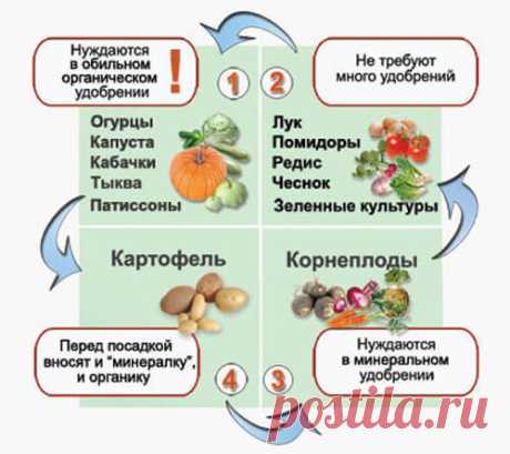 Севооборот на дачном огороде: умный возделывает урожай, а мудрый землю