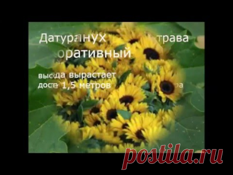 Однолетние цветы для дачи, цветущие всё лето — 6 соток