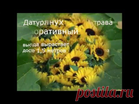 Однолетние цветы для дачи, цветущие всё лето — 6 соток