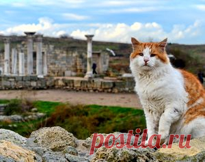 Рыжий кот Херсонеса. Фотозарисовка | ForPost Севастополь Новости