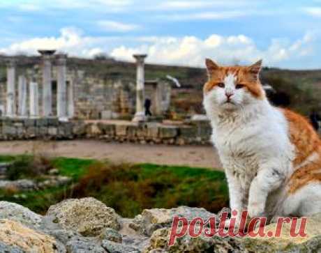 Рыжий кот Херсонеса. Фотозарисовка | ForPost Севастополь Новости