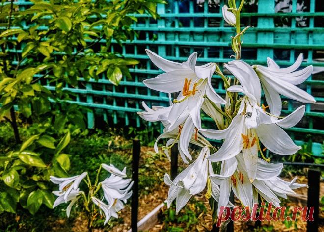 Лилии. Летняя пересадка и общие правила ухода | Дневник отчаянных пенсионеров | Яндекс Дзен