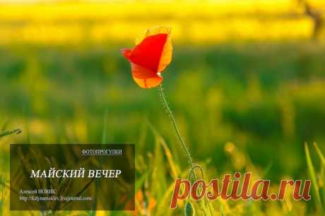 Фотопрогулки.  Майский вечер Майские вечера - это особенное состояние природы. Дорога уводит подальше от цивилизацииПо летнему жаркий день уходит за горизонтНеслышно колышутся колосья. И только поле комара нарушает эту тихую идил...