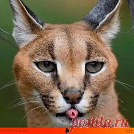- Девки! Я такого галантного кавалера нашла, каждый день мне, мне по сто роз дарит, уже вся моя комната заставлена розами! - Ух ты! А как его зовут? - Иванов Иван. - Это не с пятого дома? - С пятого. - Так я его знаю, он на кладбище сторожем работает. - Выпуск №2994