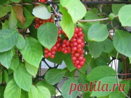 Природные лекарства для повышения жизненной энергии
 
Приток энергии обеспечивает повышение интереса к жизни, недостаток же ее приводит к тому, что даже простейшие ежедневные дела превращаются в тяжелую работу. Помимо физического истощения упадок жизненных сил может вызвать депрессию, ведь ментальная и физическая энергии связаны между собой.