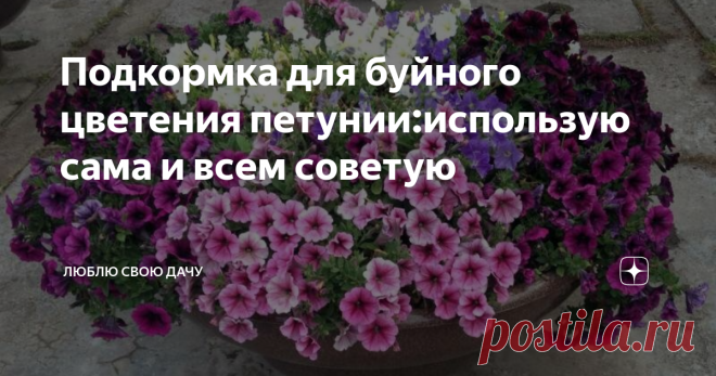 Подкормка для буйного цветения петунии:использую сама и всем советую Петуния – то моё самое любимое растение. Я с удовольствием выращиваю её на своём участке. Причём высаживаю я петунию, как на клумбы, так и в вазоны и висячие кашпо.
Фото из открытого источника Яндекс, без рекламных целей. В качестве примера
Конечно, это растение довольно неприхотливое. И цветёт оно практически всё лето и большую часть осени. Но всё же, чтобы добиться буйного цветения петунии я