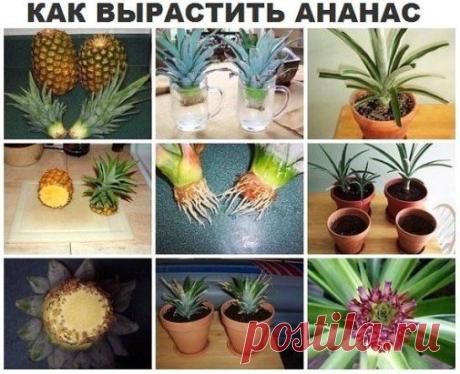 (1) Одноклассники