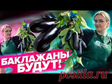 ВСЕ О ВЫРАЩИВАНИИ БАКЛАЖАНОВ! Что делать с баклажанами в августе