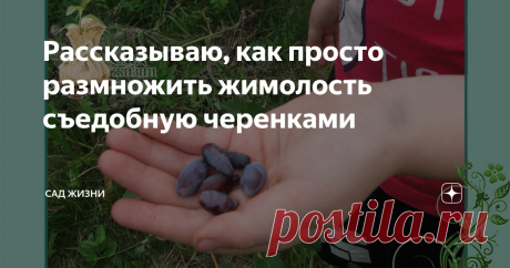 Рассказываю, как просто размножить жимолость съедобную черенками Начало июля самое подходящее время для черенкования жимолости. Нарезание и укоренение черенков. Даже, если вы никогда этого не делали, вы сможете самостоятельно размножить сорт жимолости съедобной, который вам понравился, с помощью черенкования. Черенки можно взять с любых кустов, понравившейся вам жимолости. Если она плодовита и ягоды вкусные, тогда есть смысл ее размножить. Может этот сорт растет у ваших др...