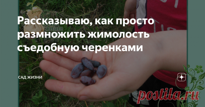 Рассказываю, как просто размножить жимолость съедобную черенками Начало июля самое подходящее время для черенкования жимолости. Нарезание и укоренение черенков. Даже, если вы никогда этого не делали, вы сможете самостоятельно размножить сорт жимолости съедобной, который вам понравился, с помощью черенкования. Черенки можно взять с любых кустов, понравившейся вам жимолости. Если она плодовита и ягоды вкусные, тогда есть смысл ее размножить. Может этот сорт растет у ваших др...