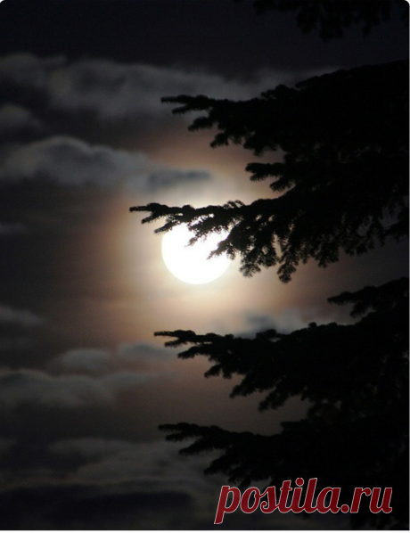 My Beautiful World • scentdelanature: Silent Night by Alex Sk.