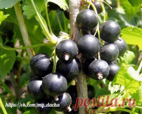 СМОРОДИНУ НУЖНО ПОСТОЯННО ОМОЛАЖИВАТЬ - И БОЛЬШОЙ УРОЖАЙ ВАМ ОБЕСПЕЧЕН