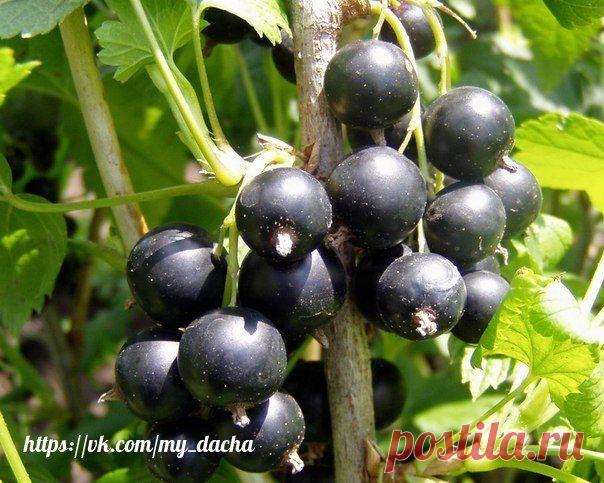 СМОРОДИНУ НУЖНО ПОСТОЯННО ОМОЛАЖИВАТЬ - И БОЛЬШОЙ УРОЖАЙ ВАМ ОБЕСПЕЧЕН