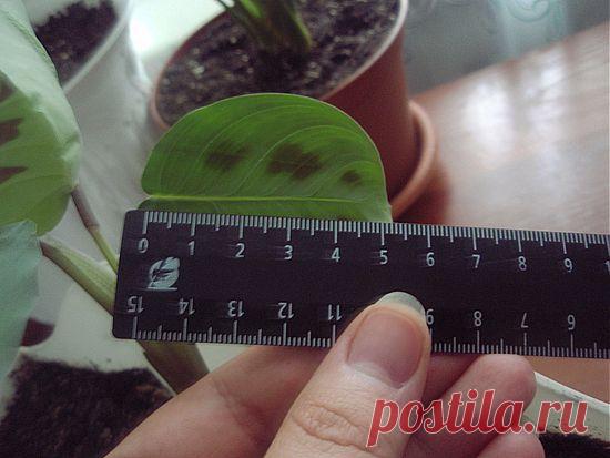 Рецепт чудо - раствора для самых безнадёжных цветов..